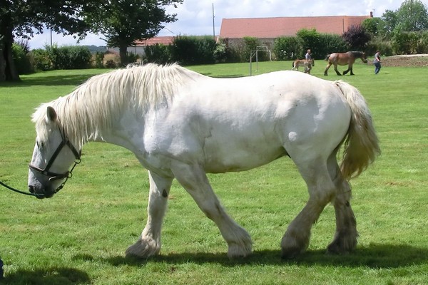 Cheval Blanc